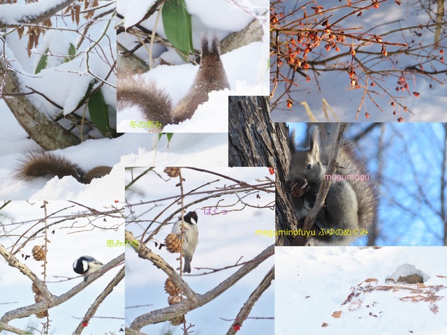 めぐみのふゆ.jpg
