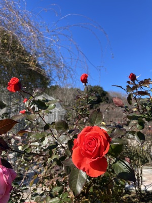 IMG_9980.jpeg