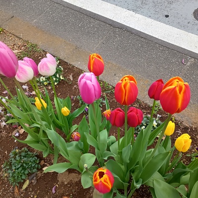 チューリップ.jpeg