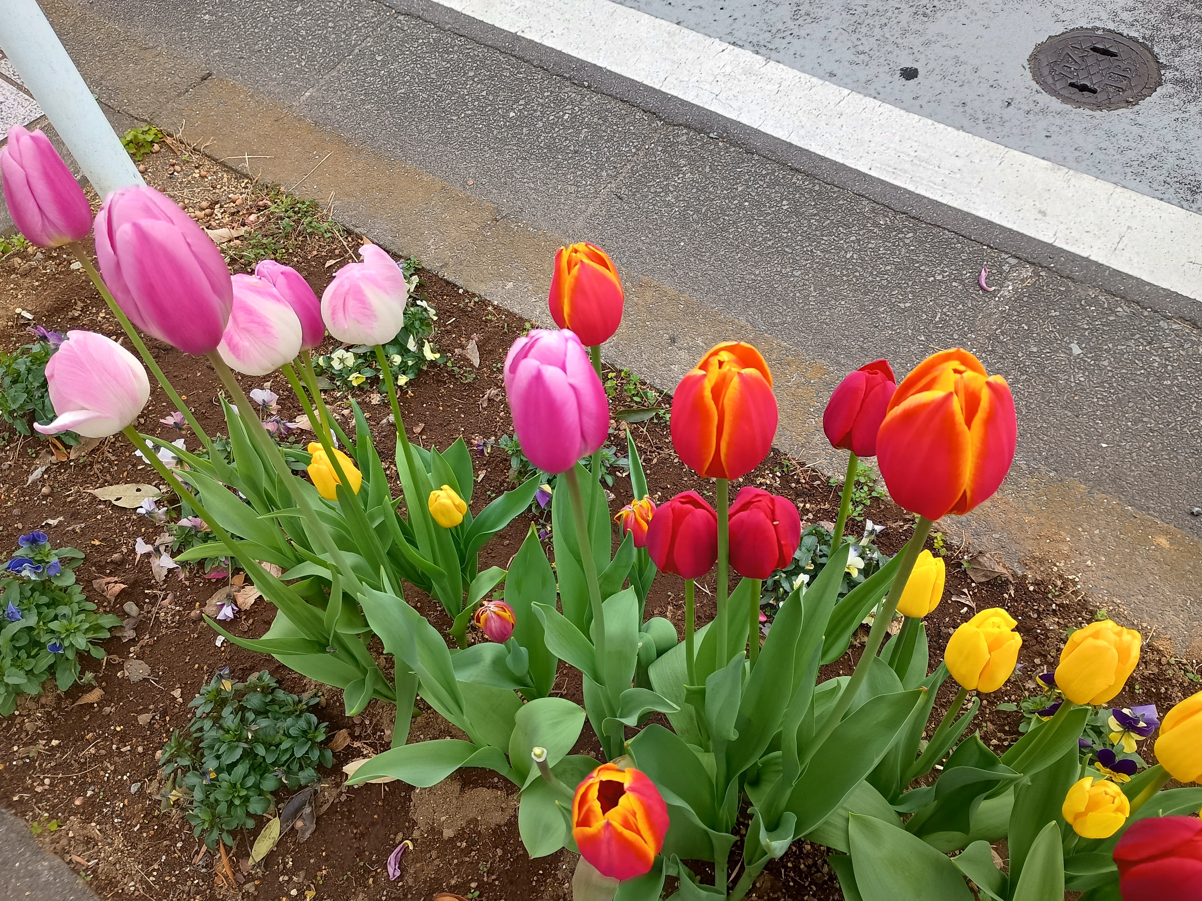 チューリップ.jpeg