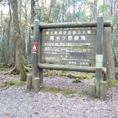 aokigahara24-01.JPG