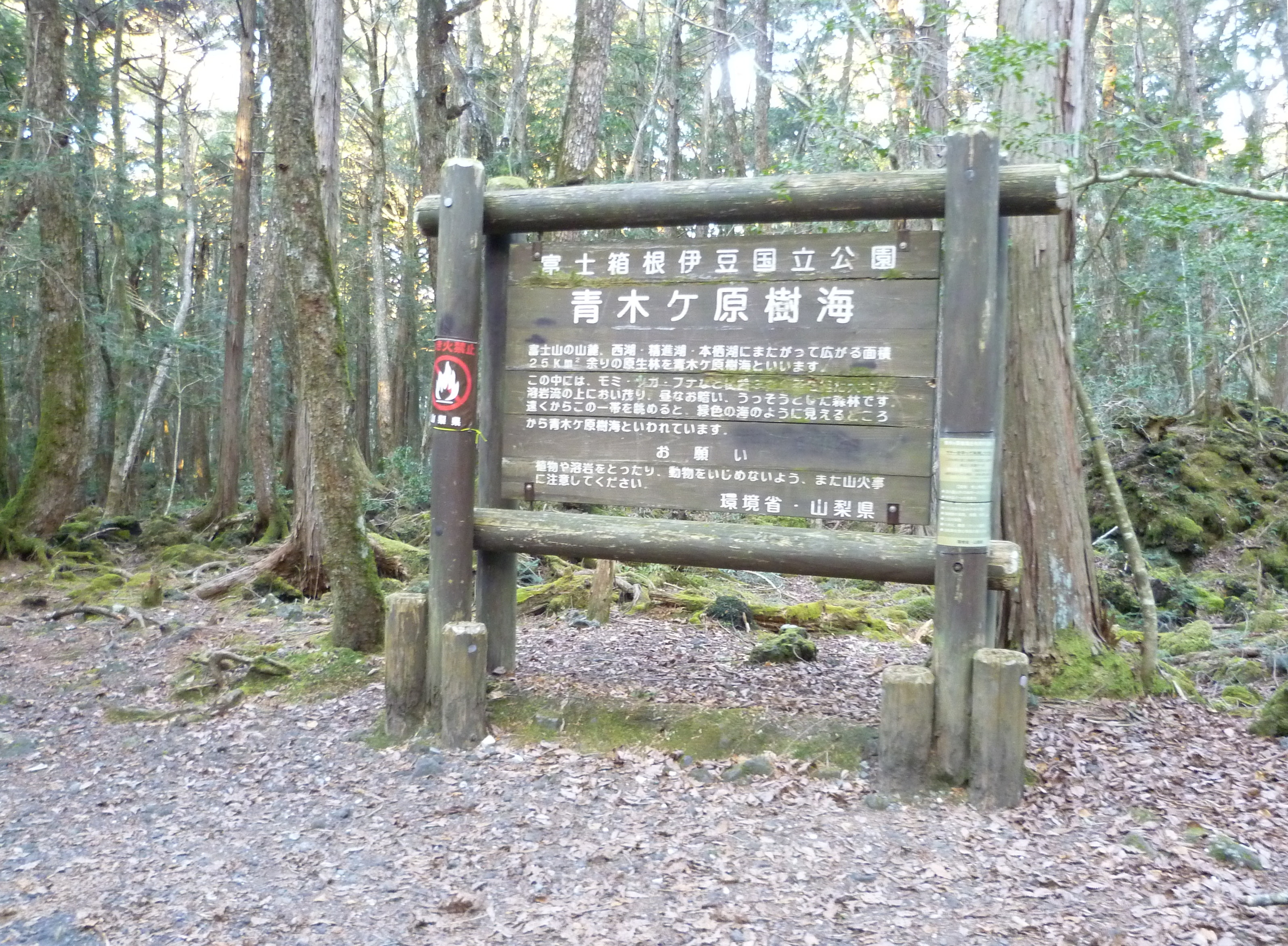 aokigahara24-01.JPG