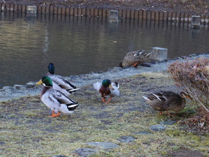 IMGP0887.JPG