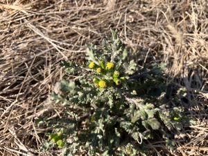 IMG_0417.jpeg