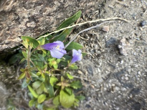 IMG_0427.jpeg
