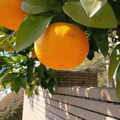 柑橘系.jpeg