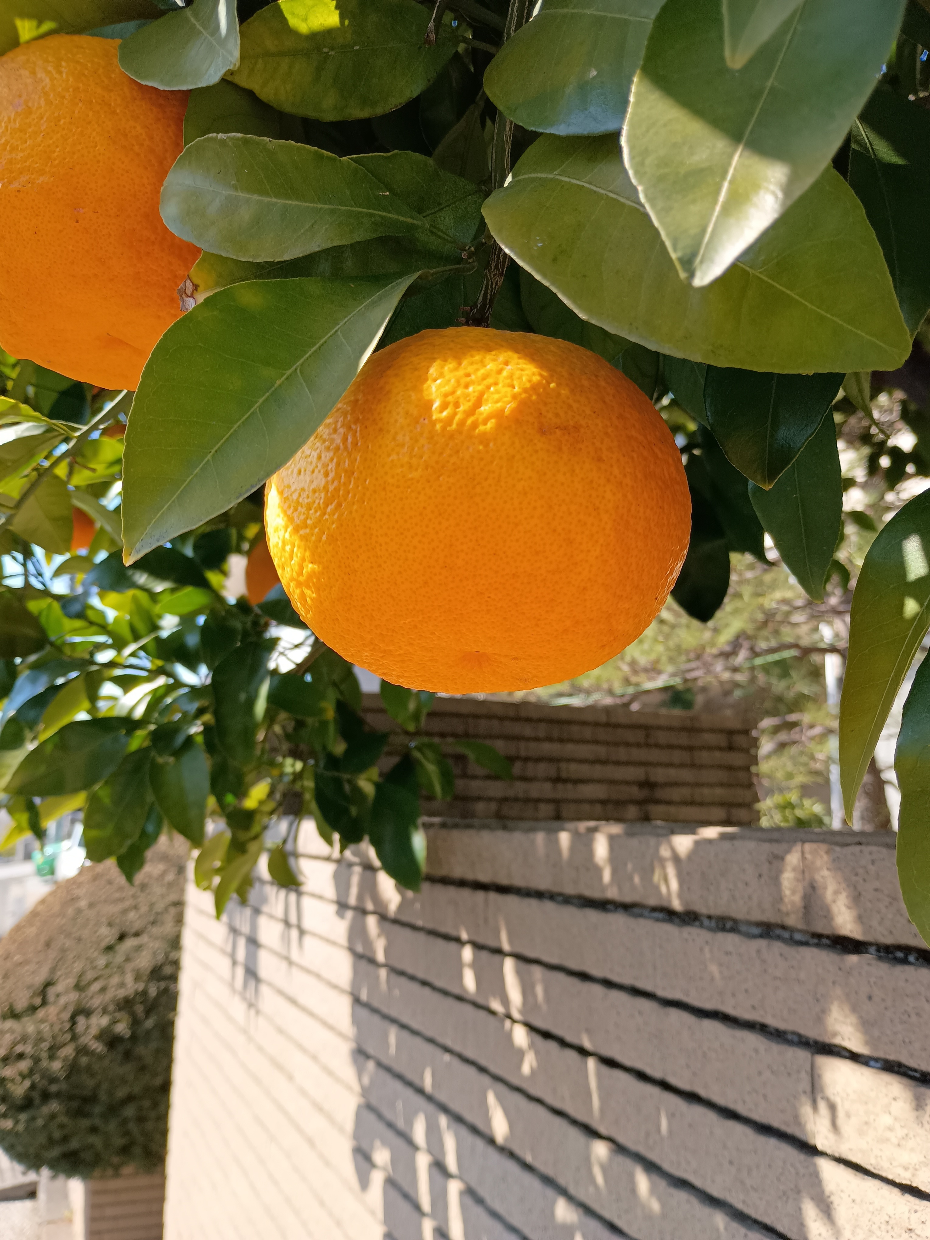 柑橘系.jpeg