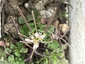 IMG_0462_Original.jpeg