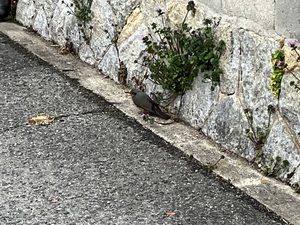 IMG_0501.jpeg