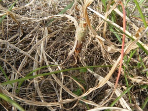 IMG_0513.jpeg
