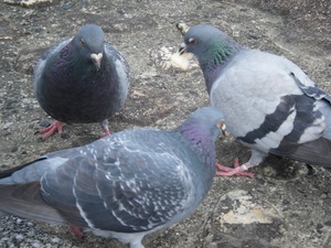 IMG_0512.jpeg