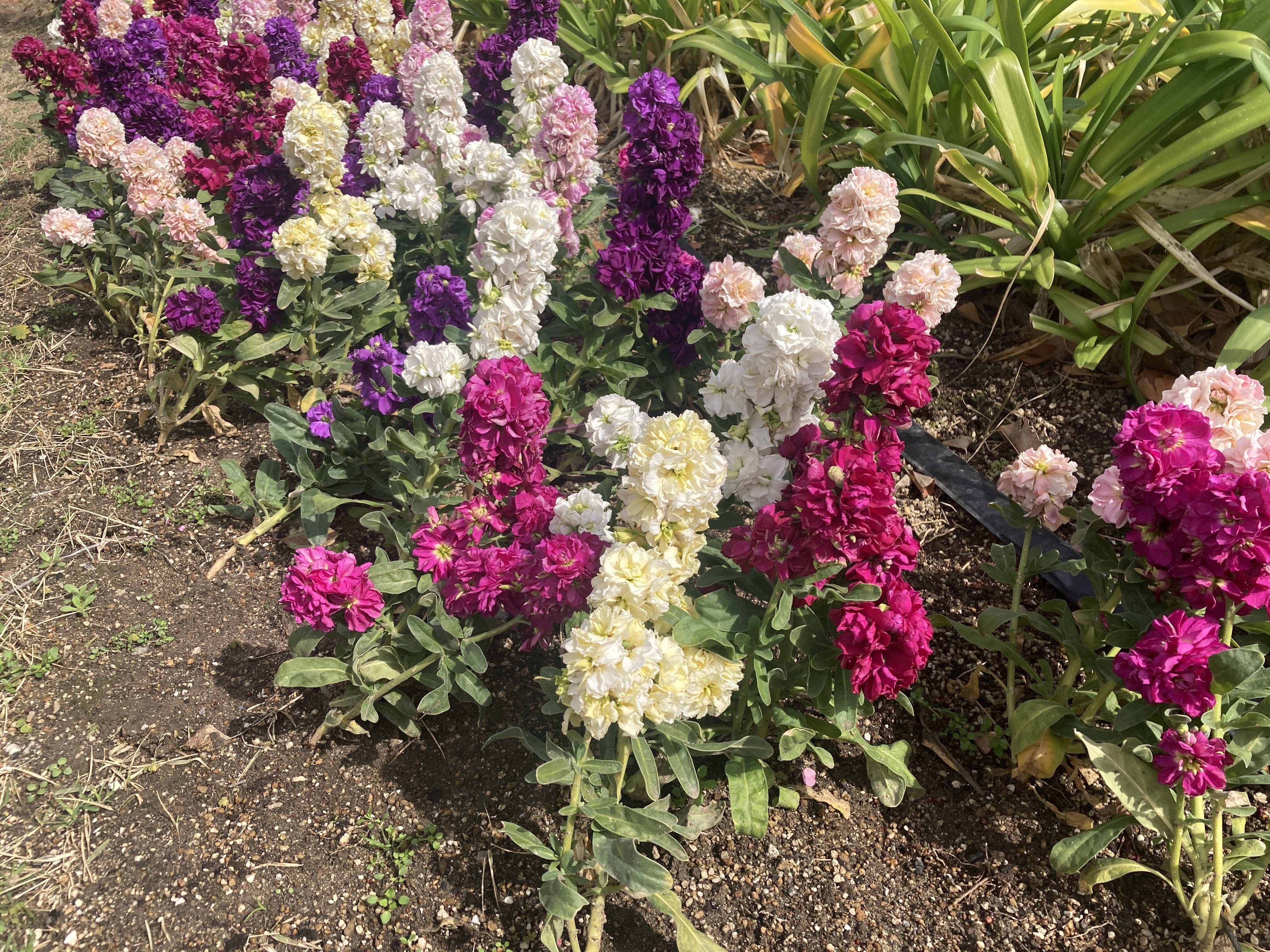 IMG_2043.jpeg