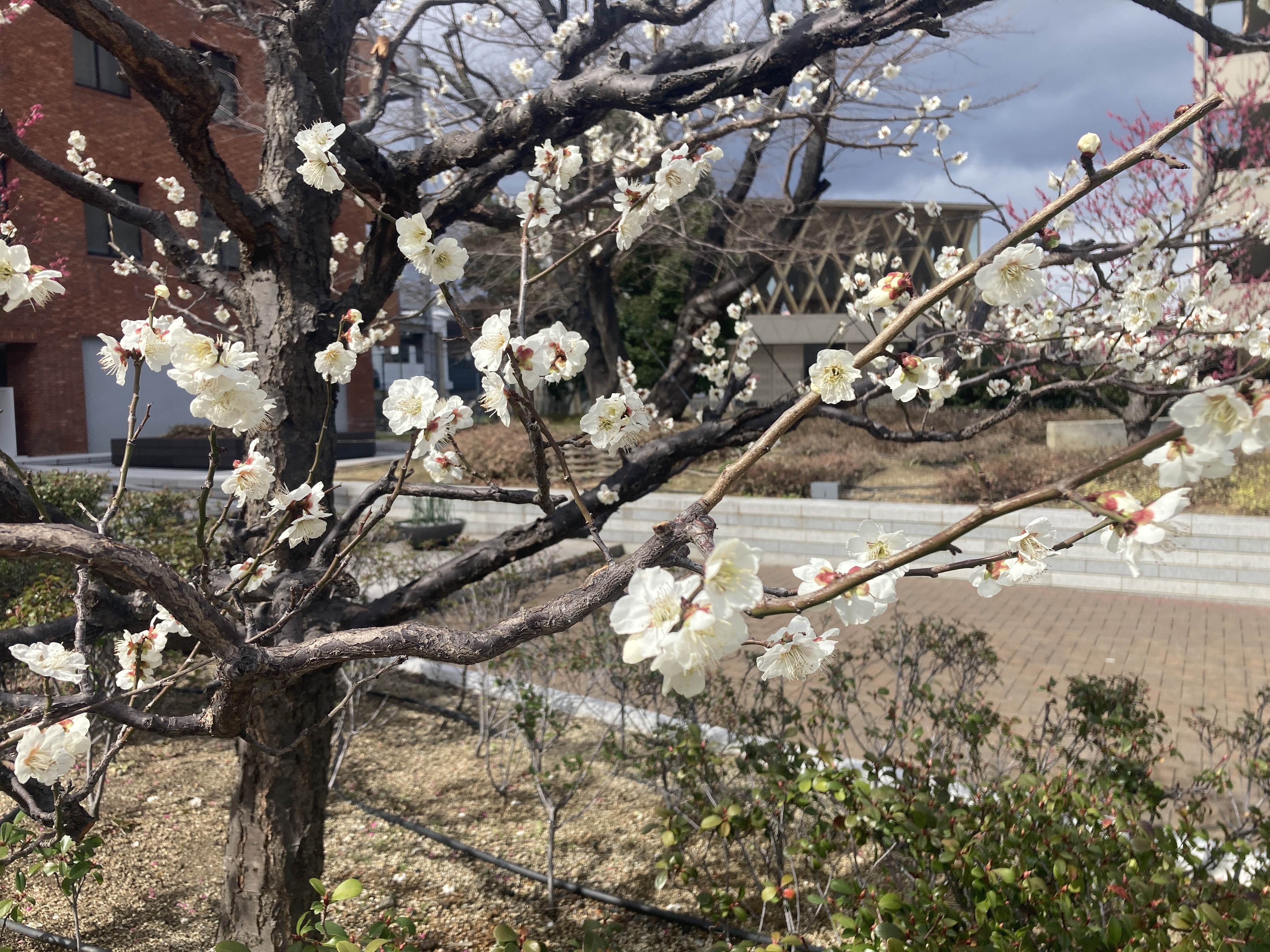 IMG_2041.jpeg