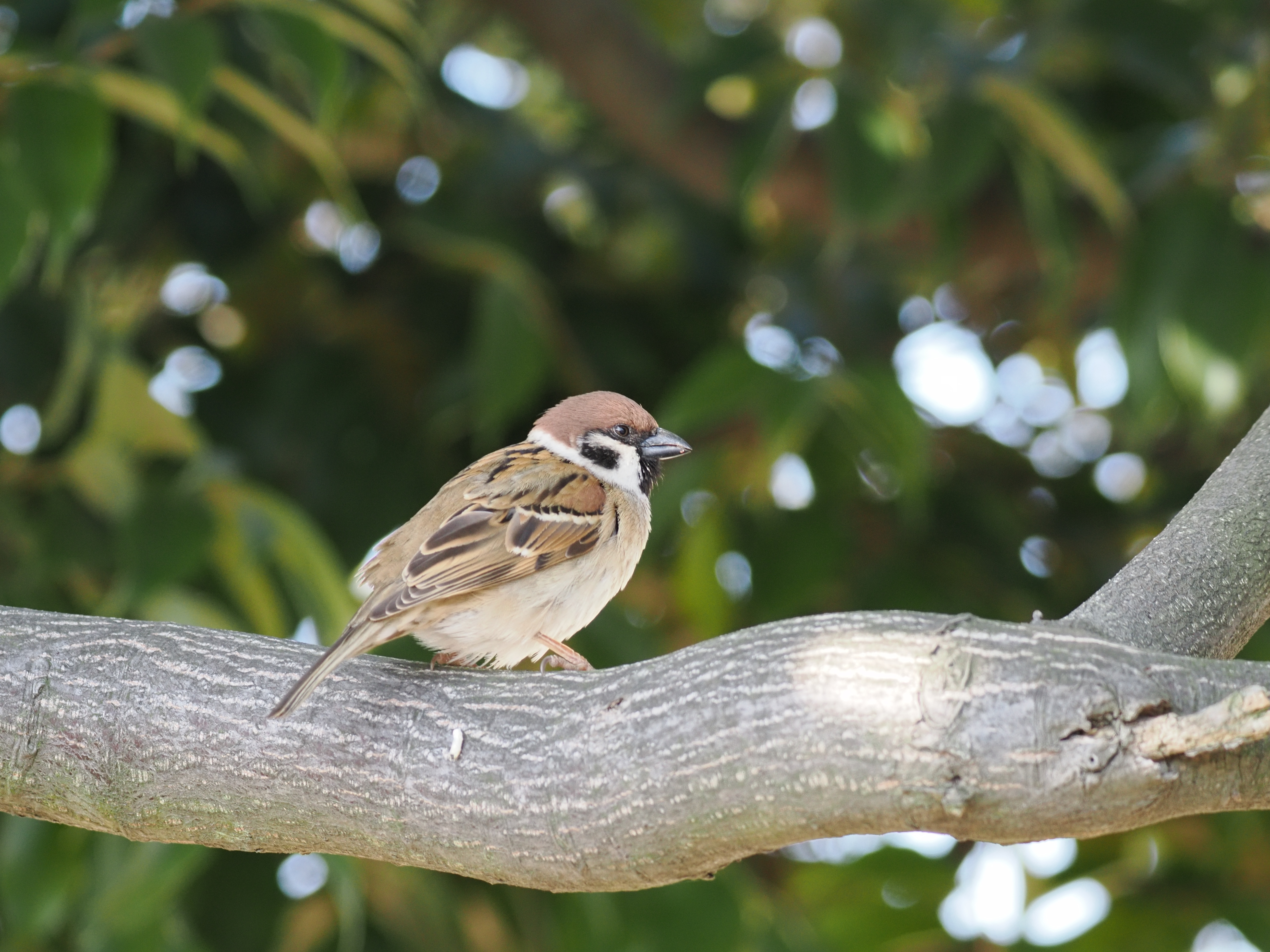 すずめ.jpg