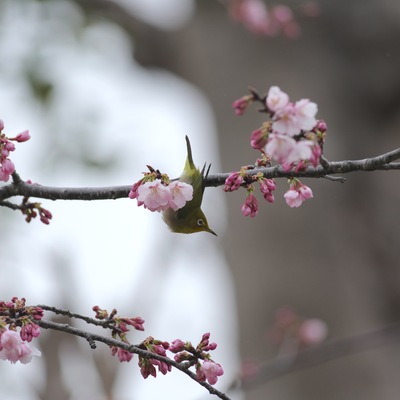 桜ジロー.jpg