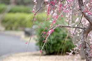 枝垂れ梅.jpg