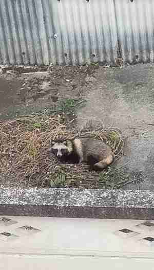 tanuki-1.jpg