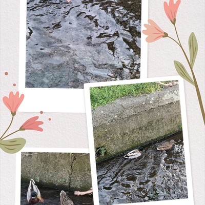 20250314_172236-COLLAGE.jpg