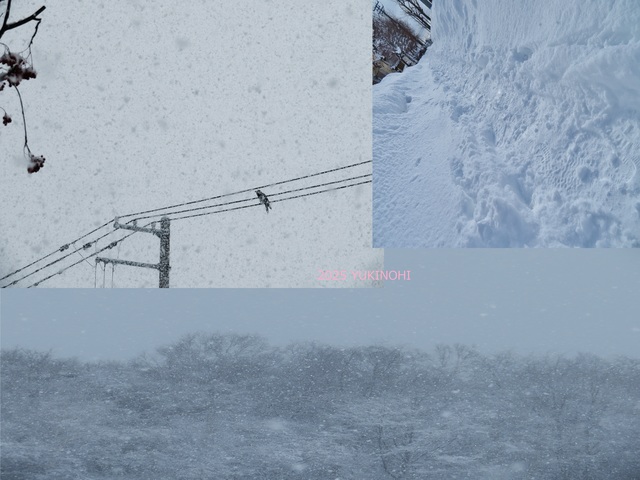 YUKINOHI_2025.jpg