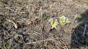 PXL_20250318_060114510.MP_2.jpg