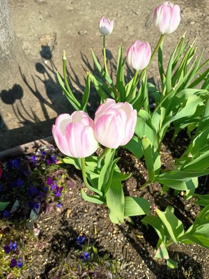 チューリップ.jpeg