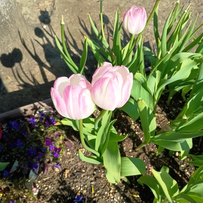 チューリップ.jpeg