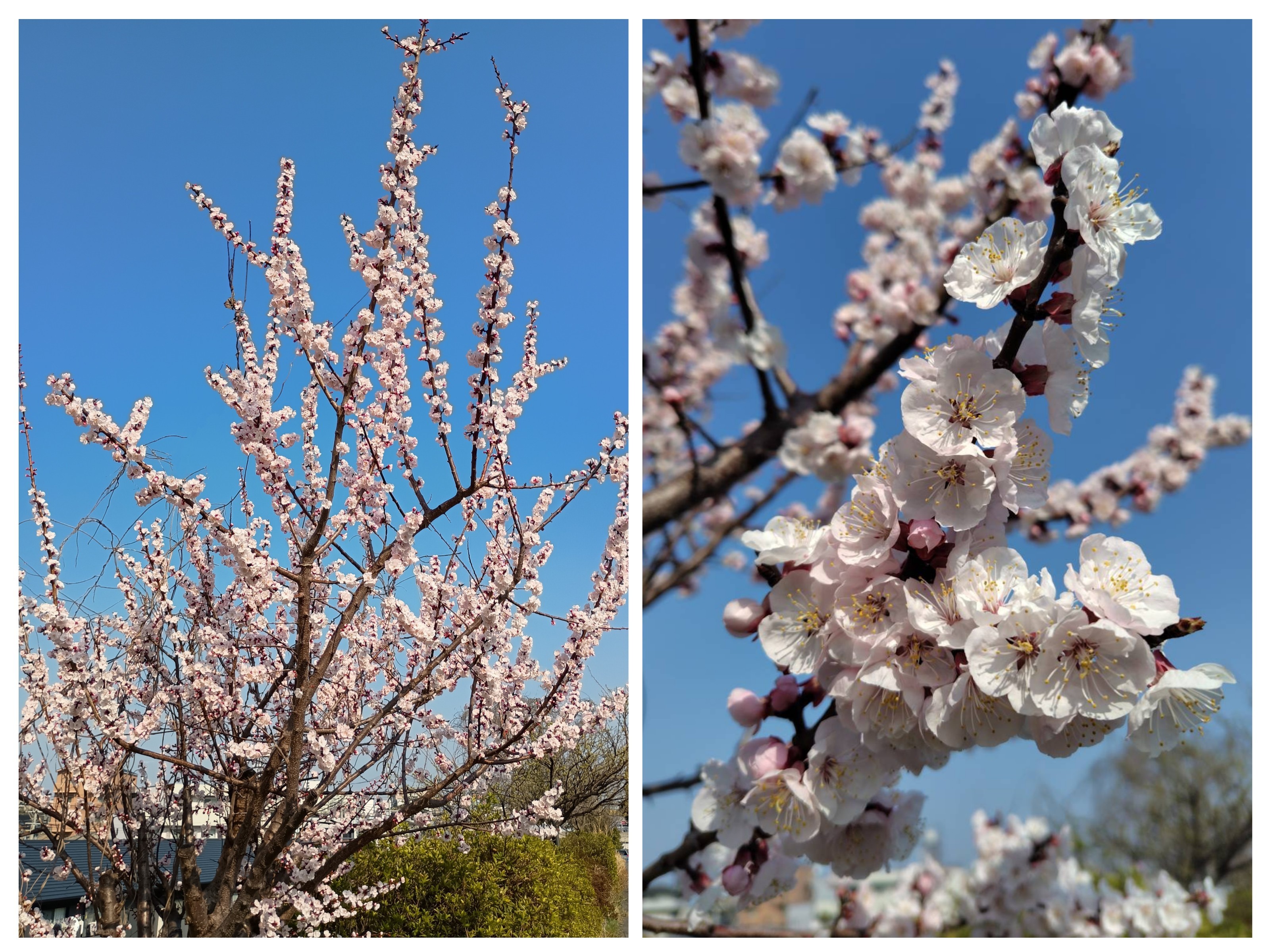 20250323_201125-COLLAGE.jpg