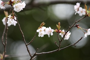 山桜1.jpg