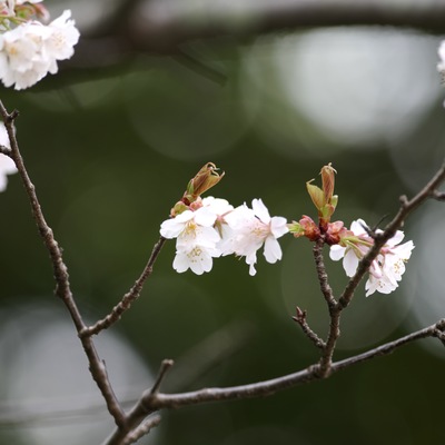 山桜1.jpg