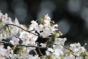 大島桜2.jpg