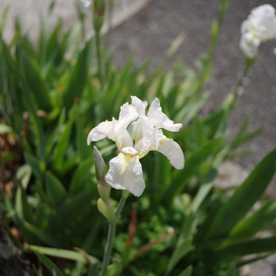 白いあやめ.jpg
