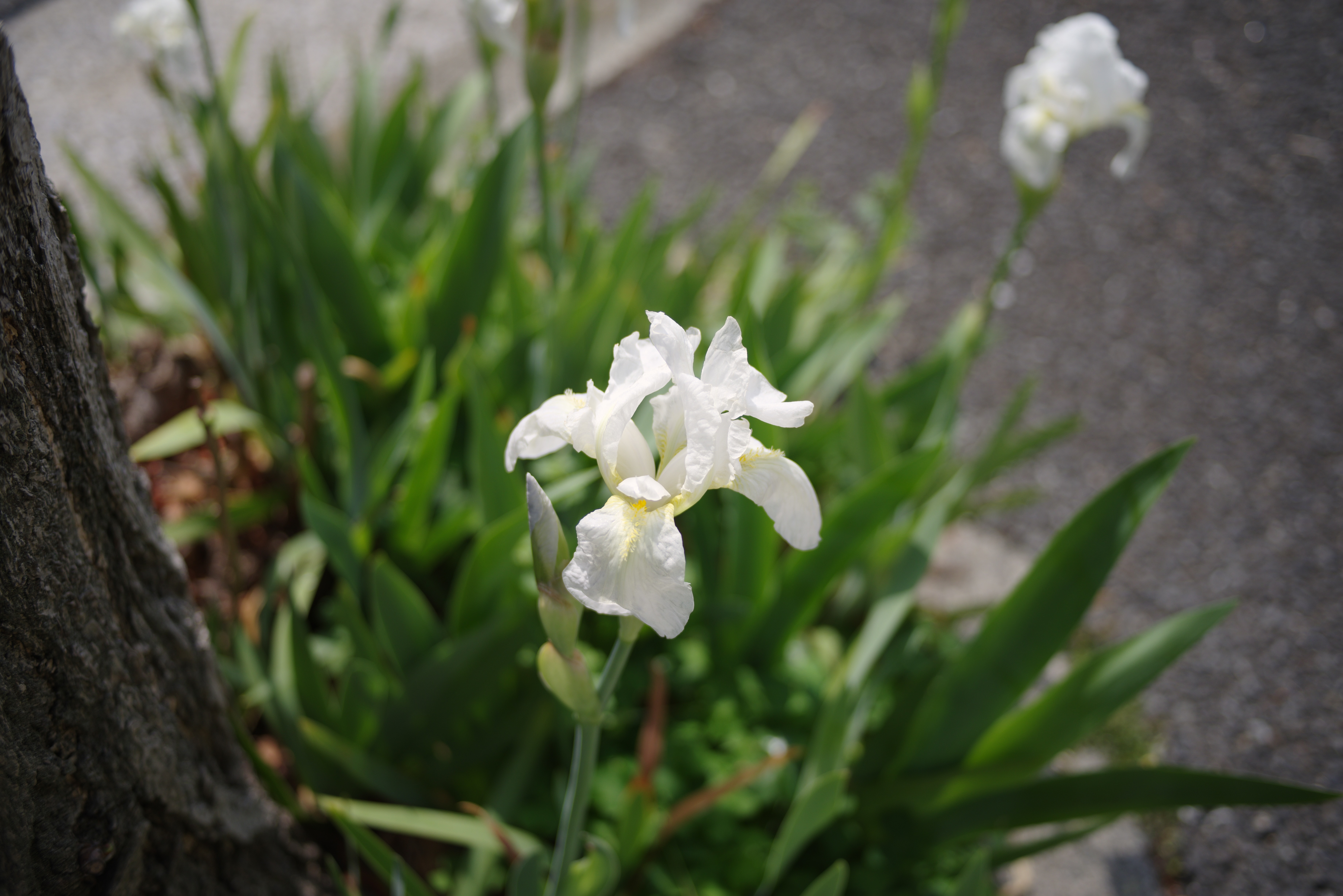 白いあやめ.jpg