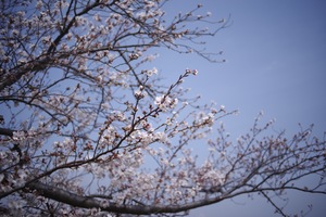 桜2.jpg