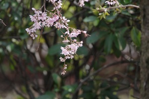 枝垂れ桜1.jpg