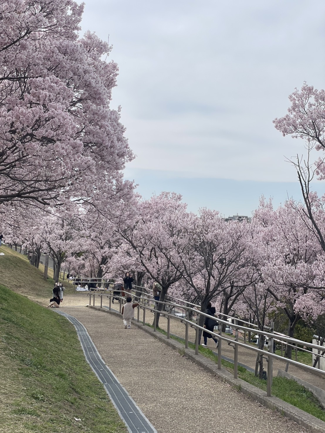 椨桜（タブザクラ）一枚板天板／1660mm 【A7355】 | 【公式】一