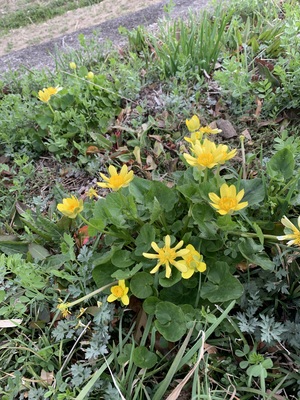 IMG_3376.jpeg