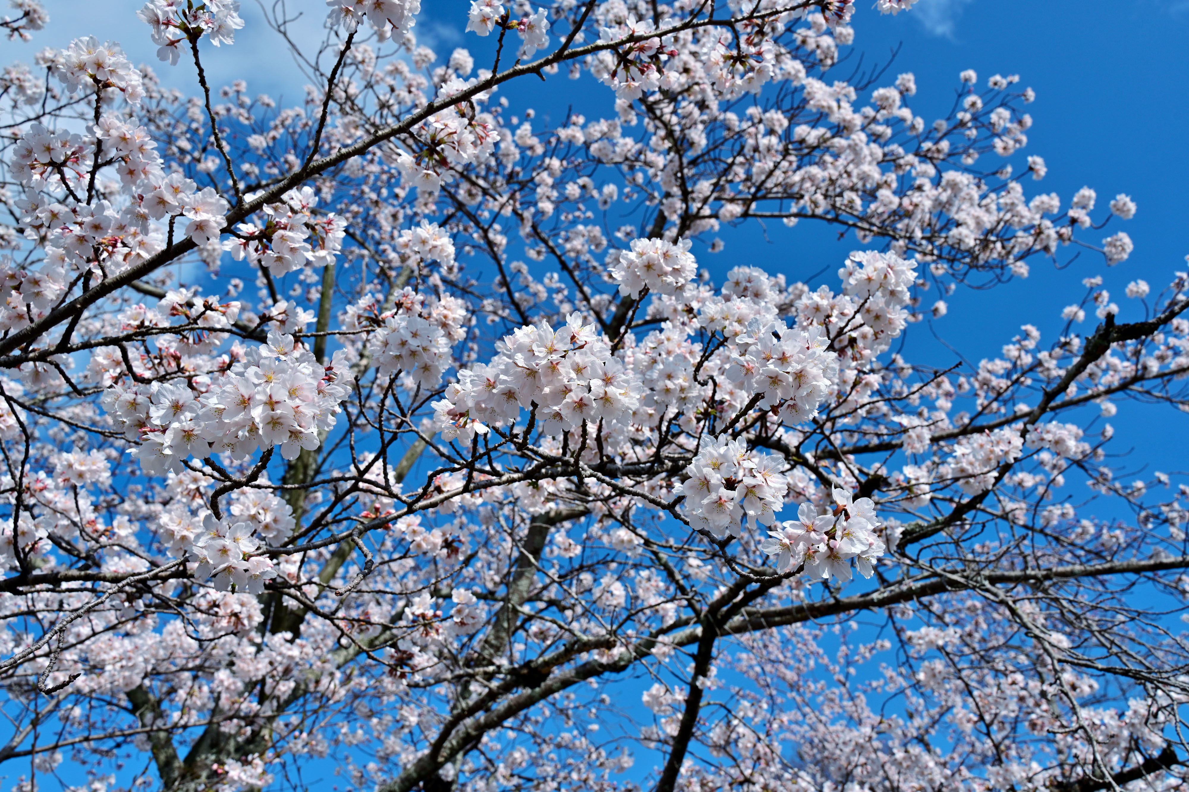 DSC_3636_02.jpg