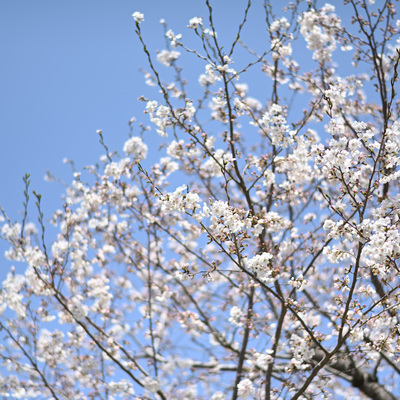 桜_02.JPG