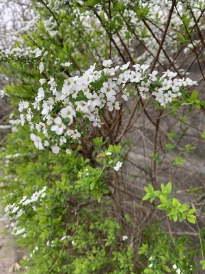 IMG_3398.jpeg
