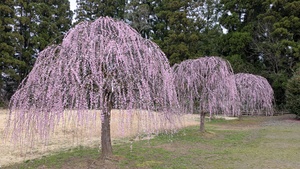 PXL_20250406_052449708.MP.jpg