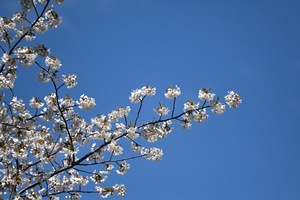 桜.JPG