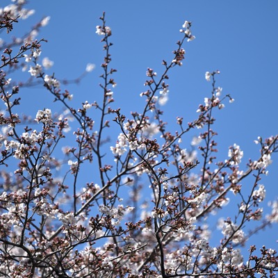 桜_01.JPG