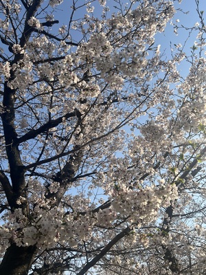 IMG_1180.jpeg