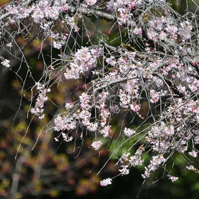 枝垂れ桜_03.JPG