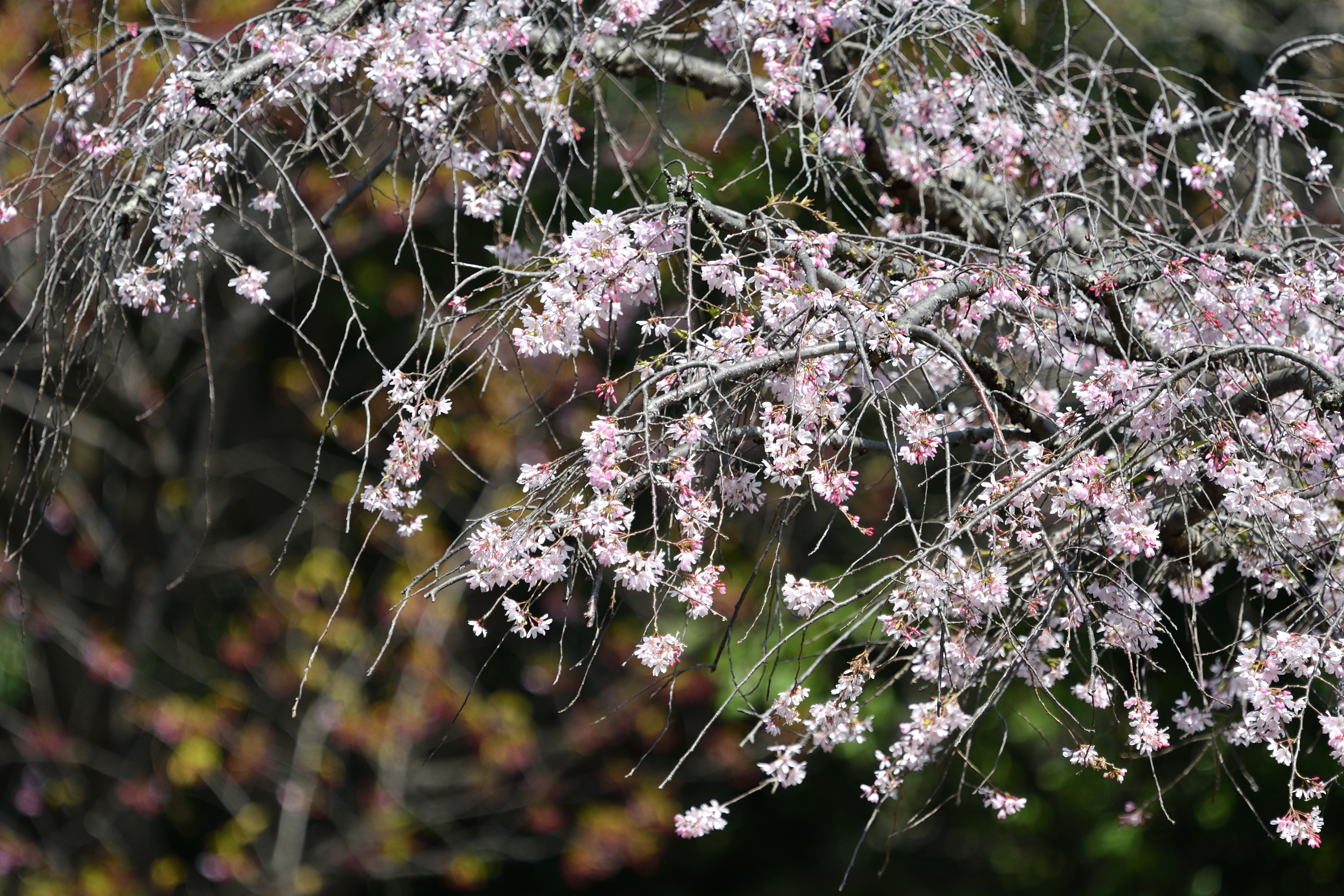 枝垂れ桜_03.JPG