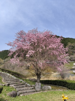 IMG20250408111123.jpg