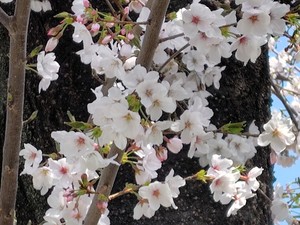 近所の公園の桜.JPG