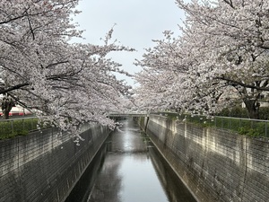 250408_石神井川さくら_.jpg