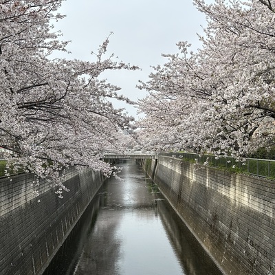 250408_石神井川さくら_.jpg