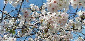 IMG_20250406_122848.jpg